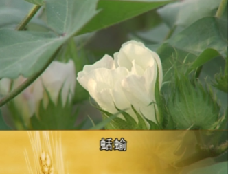 棉花虫害防治