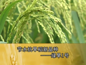 节水抗旱稻新品种——绿旱1号